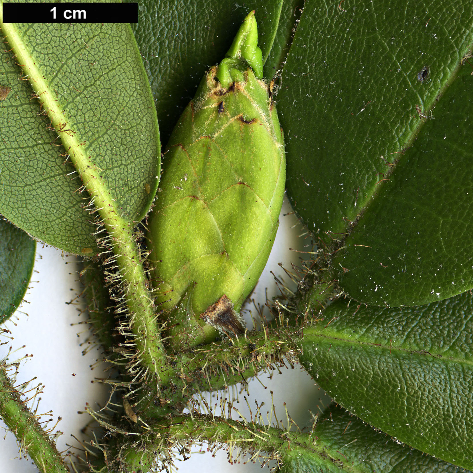 High resolution image: Family: Ericaceae - Genus: Rhododendron - Taxon: selense - SpeciesSub: subsp. dasycladum